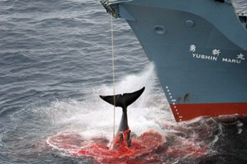 whaling