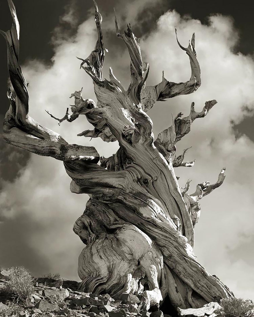 ancient-trees-beth-moon-15